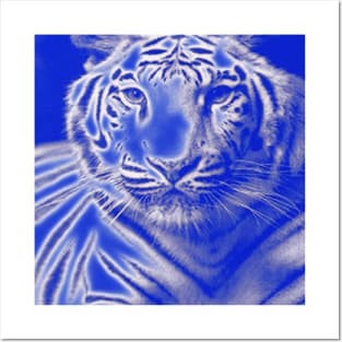 White Tiger from India - White colour Posters and Art